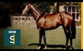 Shergar: The Mystery Of A £10m Horse - BBC Stories