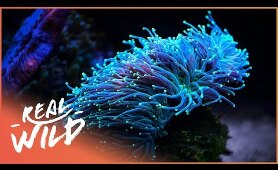 Alien Reefs [Coral Documentary] | Real Wild