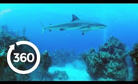 Protecting Ocean Anchor Species | Racing Extinction (360 Video)