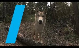 Wild With: Wolves (360 Video)