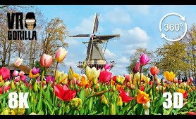 This is Holland VR: Keukenhof Flower 'Garden of Europe' - 8K 360 3D Video