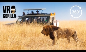 Guided Safari In Queen Elizabeth Park, Uganda - 360 VR Video