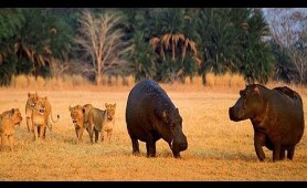 NatGeo Wild - Turf War Lions and Hippos -  National Geographic