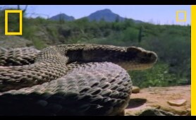 Rattlesnake Love | National Geographic