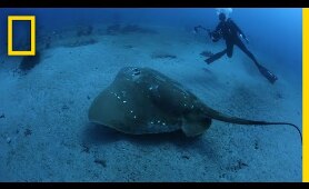 Largest Known Marine Stingray Study | National Geographic