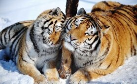 National Geographic Animals Documentary 2017 : Siberian Tigers - Nature Documentary 2017